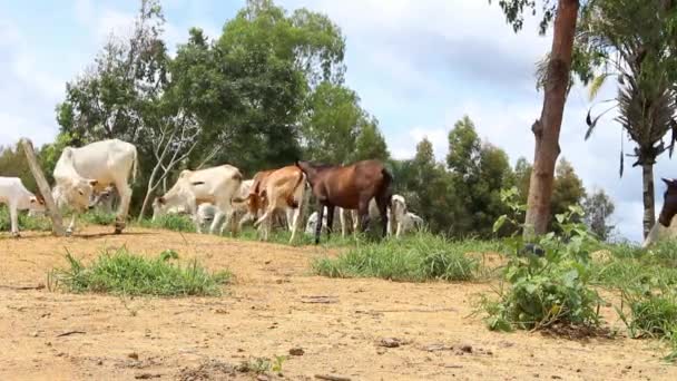 Grupo Ganado Nellore Caballo Descansando Sobre Árbol Sobre Pasto Verde — Vídeos de Stock