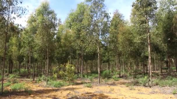 Verschillende Eucalyptusbomen Slingerend Wind Een Zonnige Dag — Stockvideo
