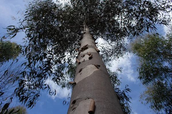 Vue Bas Pied Eucalyptus Entouré Plusieurs Pieds Eucalyptus — Photo