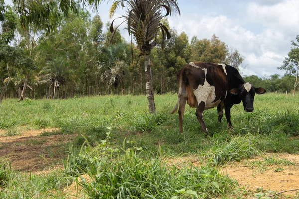 Eating Cow Green Pasture Tree — Stock Photo, Image