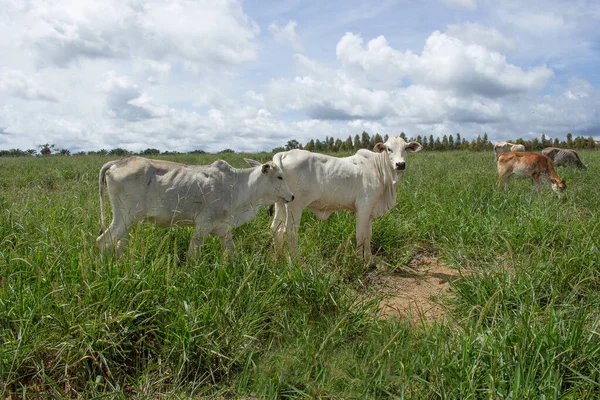 Krávy Pasoucí Jedoucí Velké Zelené Pastvině — Stock fotografie