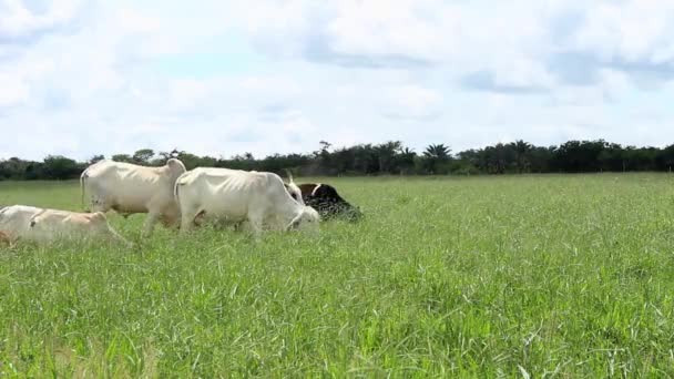 Group Nellore Cattle Eating Grass Green Pasture Cloudy Day — Stock Video