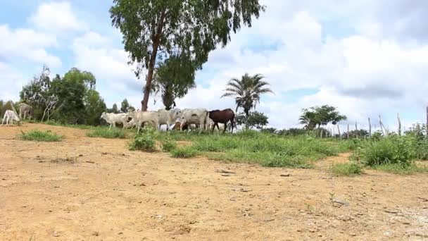Grupa Bydła Nellore Spoczywająca Drzewie Zielonym Pastwisku Słoneczny Dzień — Wideo stockowe