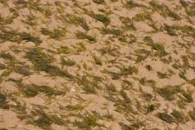 Güneşli bir günde yeşil mercan deniz dokusuna yakın.