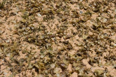 Güneşli bir günde yeşil mercan deniz dokusuna yakın.