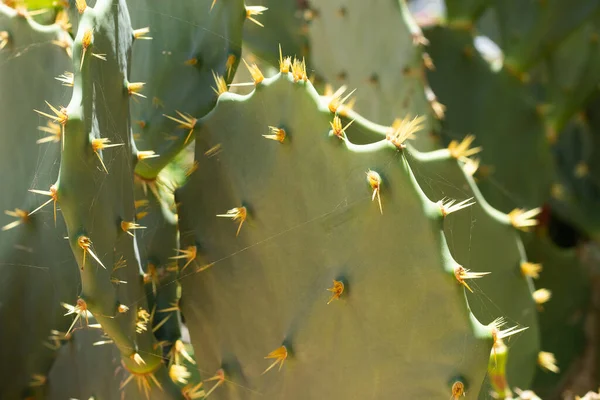 Nahaufnahme Eines Grünen Kaktus Einem Sonnigen Tag — Stockfoto