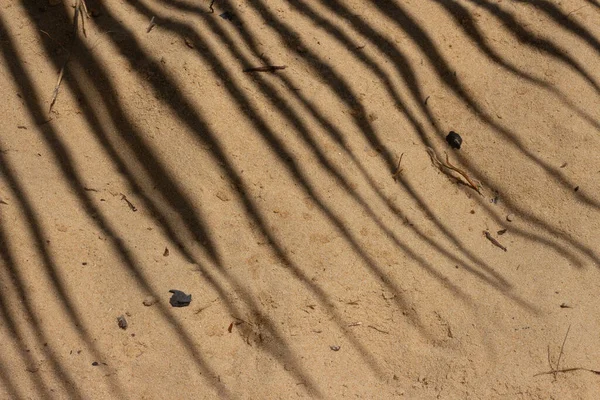 Closeup Της Σκιάς Μιας Καρύδας Δέντρο Στην Άμμο Παραλία — Φωτογραφία Αρχείου