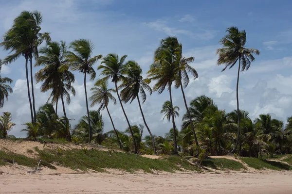 Piękny Widok Gęsty Gaj Kokosowy Skraju Plaży — Zdjęcie stockowe