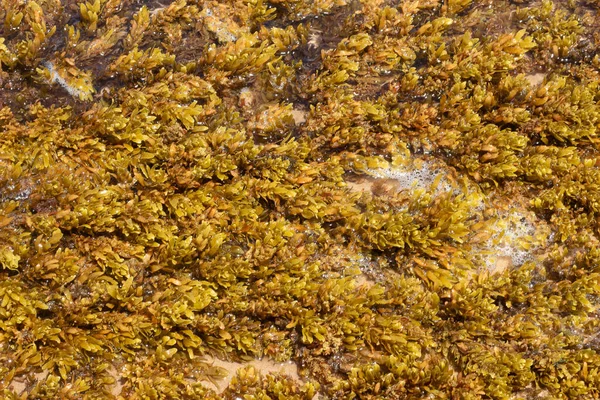 Közeli Ból Barna Korall Tengeri Textúra Egy Napsütéses Napon — Stock Fotó