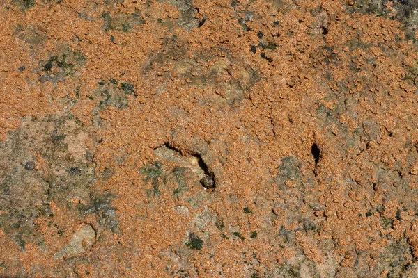 Närbild Brun Korall Marin Struktur Solig Dag — Stockfoto