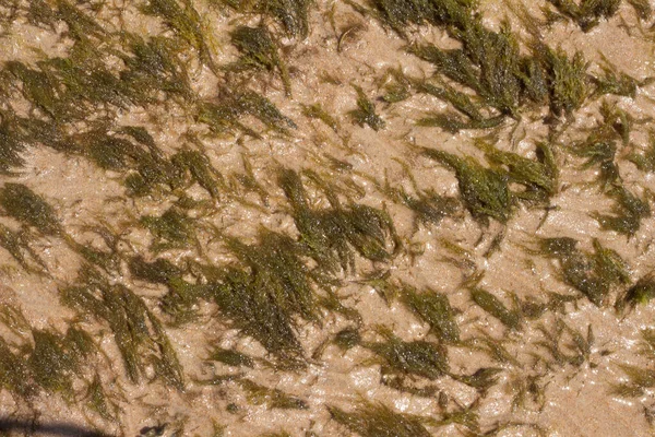 Gros Plan Texture Marine Corail Vert Par Une Journée Ensoleillée — Photo