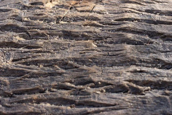 Closeup Texture Coconut Tree Bark — Stock Photo, Image