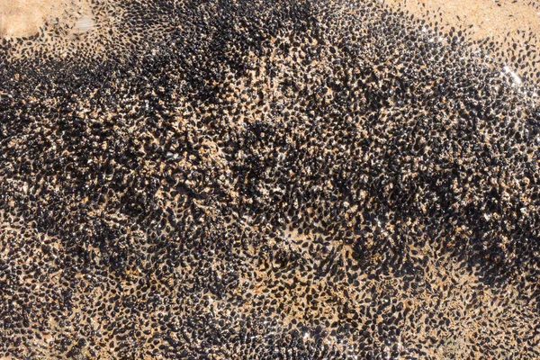 Gros Plan Texture Marine Corail Noir Par Une Journée Ensoleillée — Photo