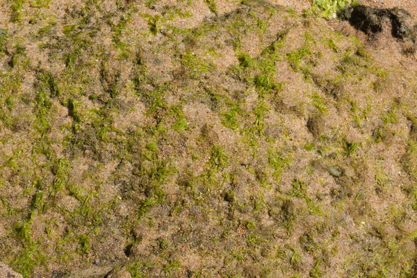 Närbild Grön Korall Marin Struktur Solig Dag — Stockfoto