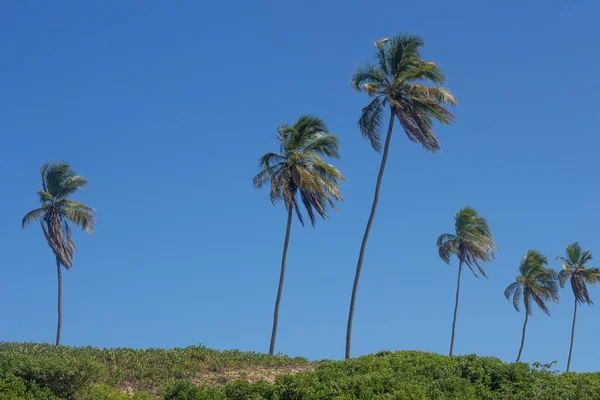 Красивий Краєвид Кокосовими Деревами Блакитному Небі Сонячний День — стокове фото
