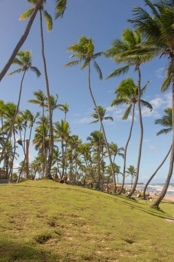 İnsanlar hindistan cevizi ağaçlarıyla çevrili yeşil çimlerde güneşli bir günün tadını çıkarıyorlar.