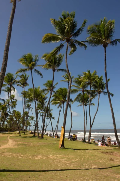 Green Lawn Full Coconut Trees Surfboard Standing —  Fotos de Stock