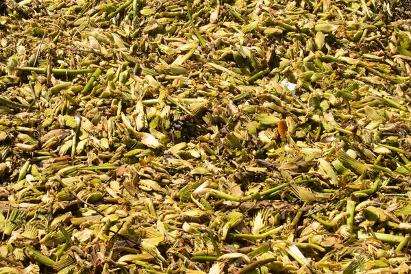 Beach Storm Seaweed Debris Texture — Stockfoto