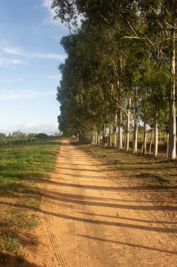 Öğleden sonra geniş okaliptüs ağaçları olan toprak yol.