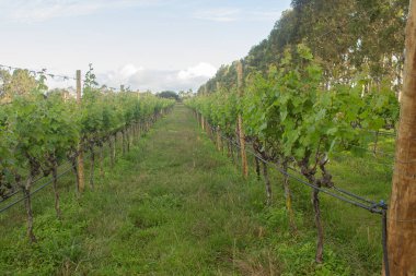 Öğleden sonra büyük bir üzüm tarlası.