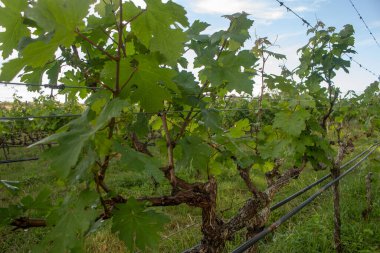 Öğleden sonra büyük bir üzüm tarlasında sulama.