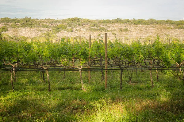 Plantando Uvas Dia Nublado — Fotografia de Stock