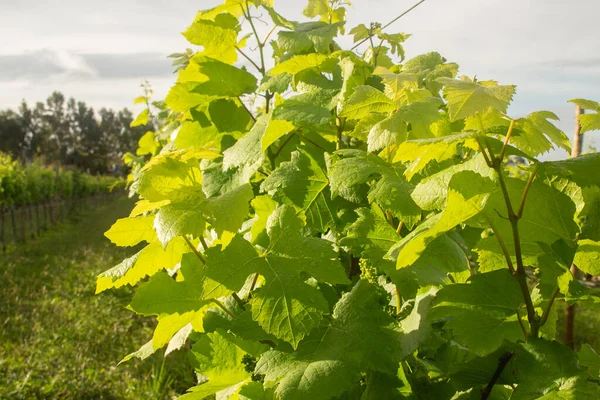 Detail Leaves Grape Plantation Cloudy Day —  Fotos de Stock
