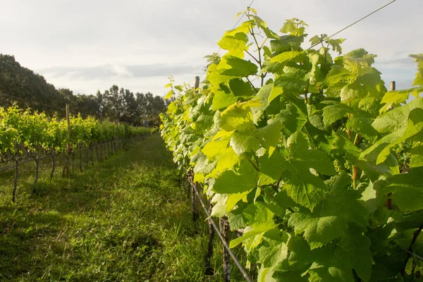 Detail Leaves Grape Plantation Cloudy Day — Foto de Stock