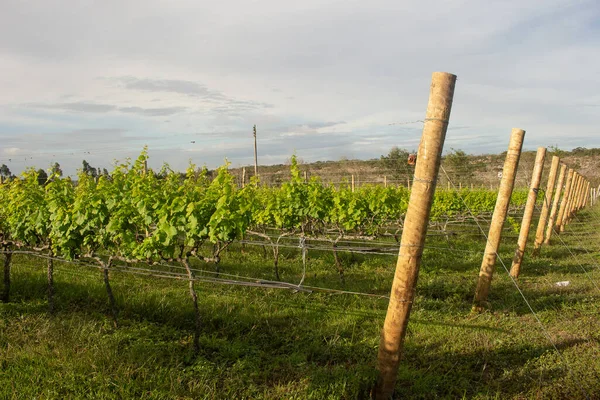 Partition Grape Plantation Cloudy Day —  Fotos de Stock