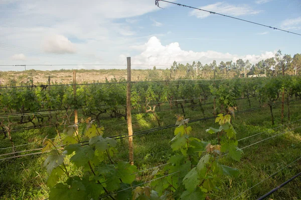 Gran Plantación Uvas Una Tarde —  Fotos de Stock