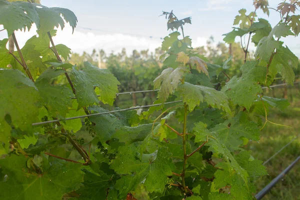 Details Leaves Large Plantation Grapes —  Fotos de Stock