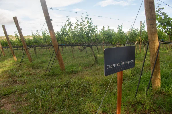 Large Plantation Cabernet Sauvignon Grapes Late Afternoon — Fotografia de Stock