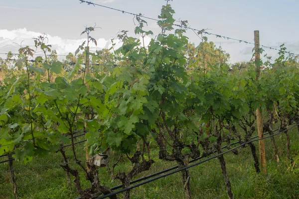 Gran Plantación Uvas Una Tarde —  Fotos de Stock