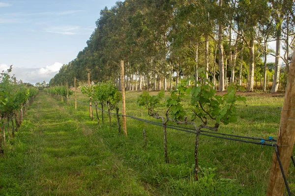 Gran Plantación Uvas Con Eucaliptos Fondo Una Tarde —  Fotos de Stock