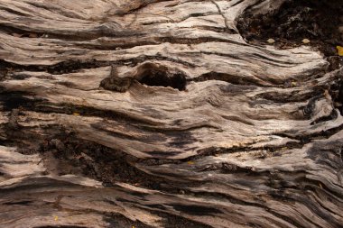 beautiful brown twisted wood texture