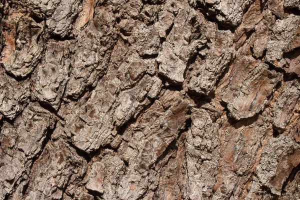 Beautiful Aged Tree Trunk Texture — Fotografia de Stock