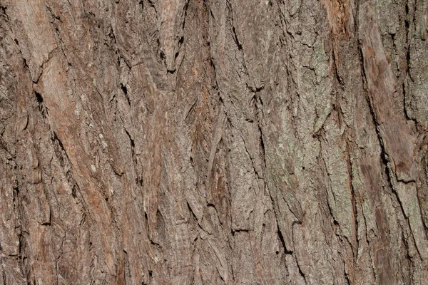 Όμορφη Παλαιωμένη Υφή Κορμού Δένδρου — Φωτογραφία Αρχείου