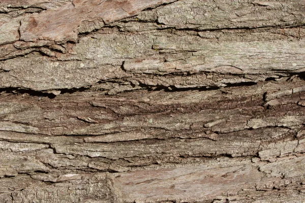 Beautiful Aged Tree Trunk Texture — Fotografia de Stock