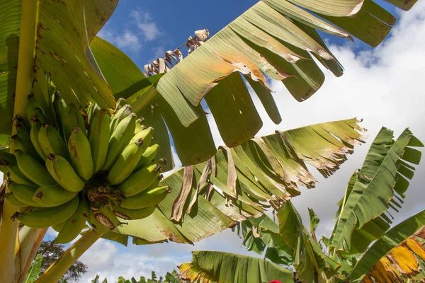 Big Bunch Bananas Tree — Stockfoto