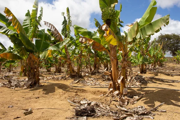 Large Banana Plantation Irrigation System Fruits — Stock fotografie