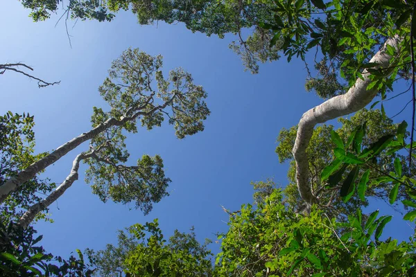 Красивый Вид Снизу Различные Виды Тропических Деревьев — стоковое фото