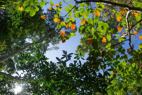 Beautiful View Various Types Tropical Trees — Fotografia de Stock