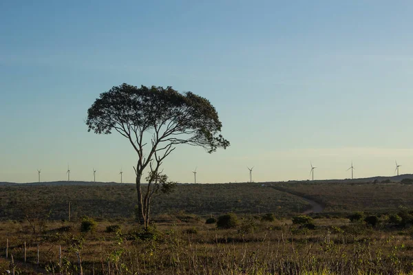 tree with several wind energy towers in the background