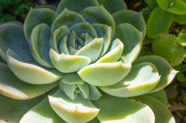 Yeryüzüne güzel, sulu bitkiler.