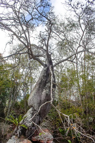 Grande Árvore Caatinga Brasileira Chamada Barriguda Meio Dos Arbustos — Fotografia de Stock