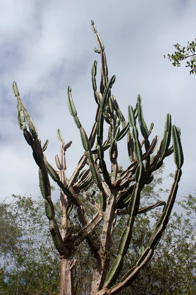 Großer Kaktus Zwischen Den Büschen — Stockfoto