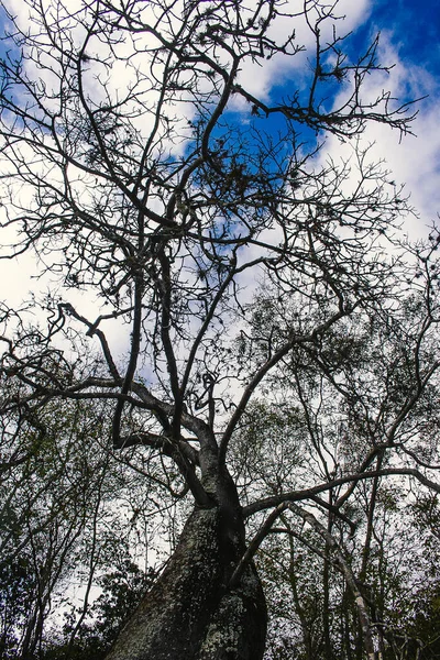 Grande Albero Della Caatinga Brasiliana Chiamato Barriguda Mezzo Cespugli — Foto Stock