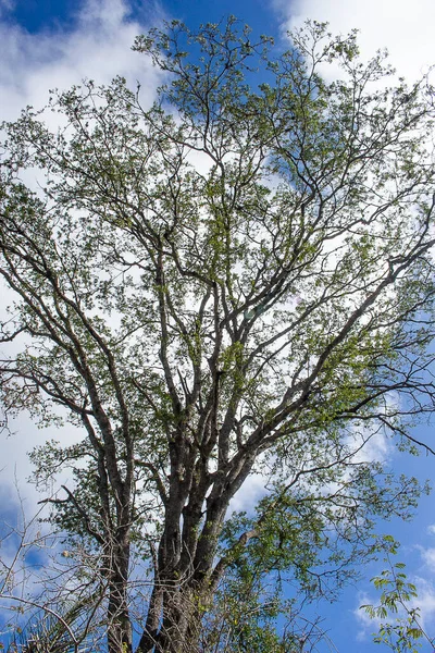 Большое Дерево Бразильской Каатинги Посреди Кустов — стоковое фото