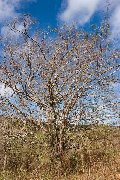 Большое Дерево Бразильской Каатинги Посреди Кустов — стоковое фото
