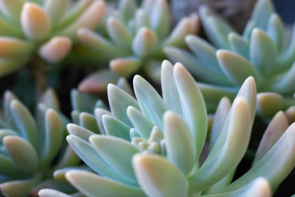 Schöne Saftige Namenspflanzen Kleinen Schalen — Stockfoto